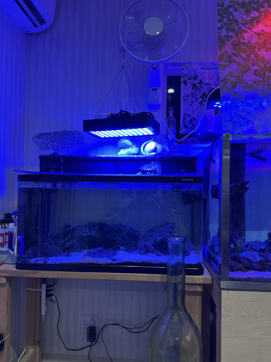 シコラズ・ケイジ on X