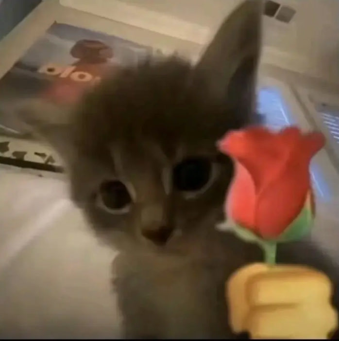 𝕊𝕪𝕟𝕟 ツ tweet media