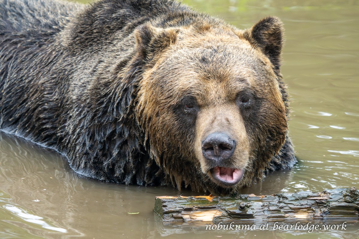 のぶクマ🐻羆と香辛料 (@kumar0001) / Posts / X