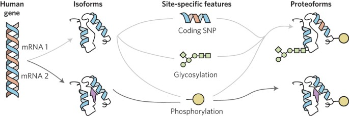 slavov_n's tweet photo. One gene can code for proteoforms with:
 ◼️ different functions
 ◼️ different sequences
 ◼️ different regulation
 ◼️ different cell type expression

Such examples should inform the interpretation of gene deletion experiments seeking to infer "gene functions". https://t.co/iS2qpKG5Up