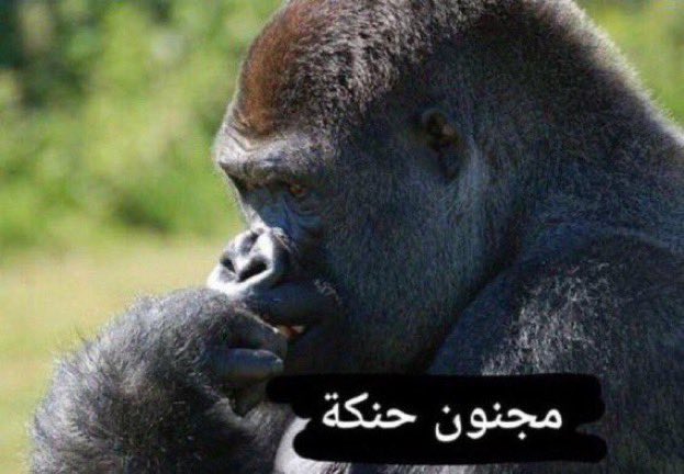 اجواء رائعه تذكرتي بدوري عبدالطيف جميل 🕶️💚