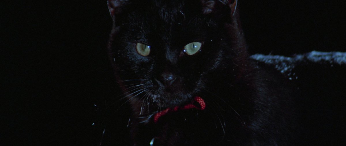 La Ronronthèque tweet media