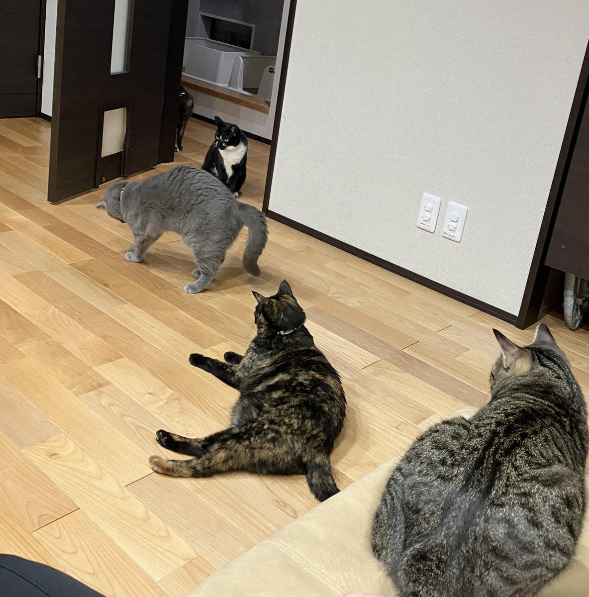 猫さん MOCBRICKLAND 89402 Suzume Daijin Cat Building Block - MOULD