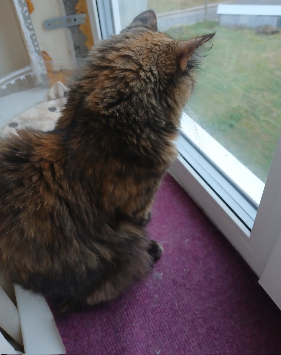 Досматриваем Чужих с мурыськами и творожными пончиками