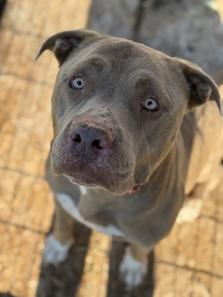 “What do you mean there’s no food?!?”

While the costumes may be packed away and the candy buckets are half empty… it’s still spooky season here on the ranch! 

We only received one donation for Five Dollar Friday, and we are completely out of dog food. The dogs’ bellies can’t