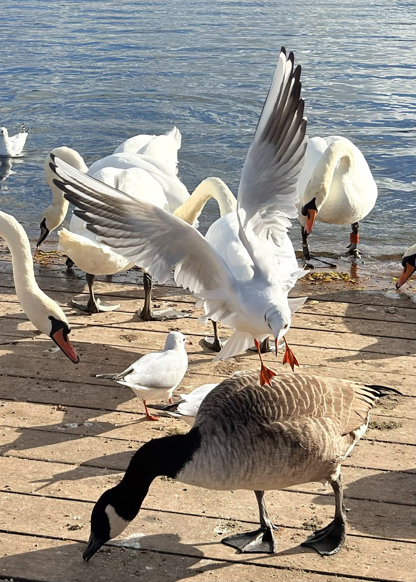 Gull coming in for a soft landing.