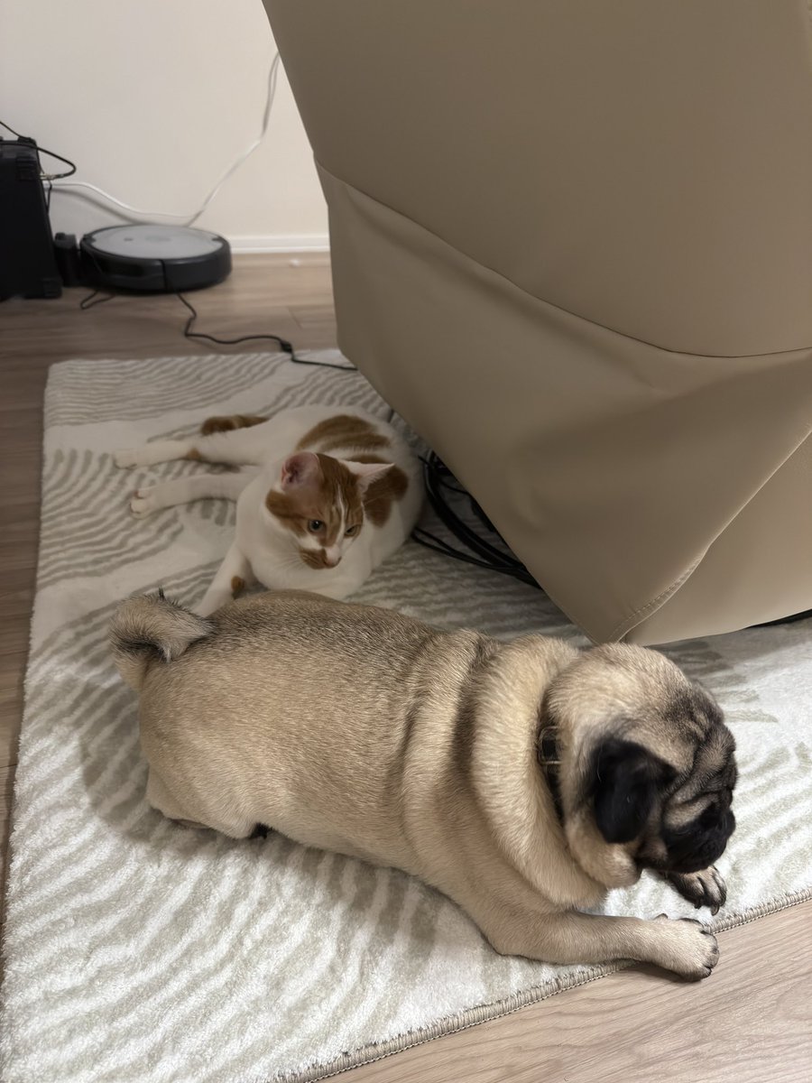 Novskiiiiiiiiii's tweet image. #FlexiSpot のレビュー書いたらもらえるラグ、別にいらなかったかなーと思ってしばらく未開封だったんだけど、とりあえず敷いてみたらめちゃくちゃ気に入っててずっとここにおる🍂🍥