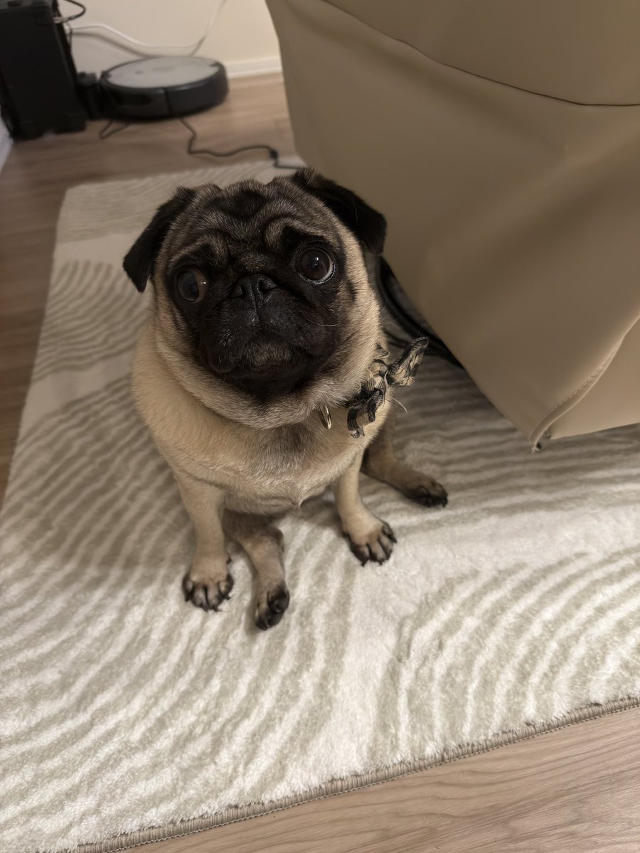 Novskiiiiiiiiii's tweet image. #FlexiSpot のレビュー書いたらもらえるラグ、別にいらなかったかなーと思ってしばらく未開封だったんだけど、とりあえず敷いてみたらめちゃくちゃ気に入っててずっとここにおる🍂🍥