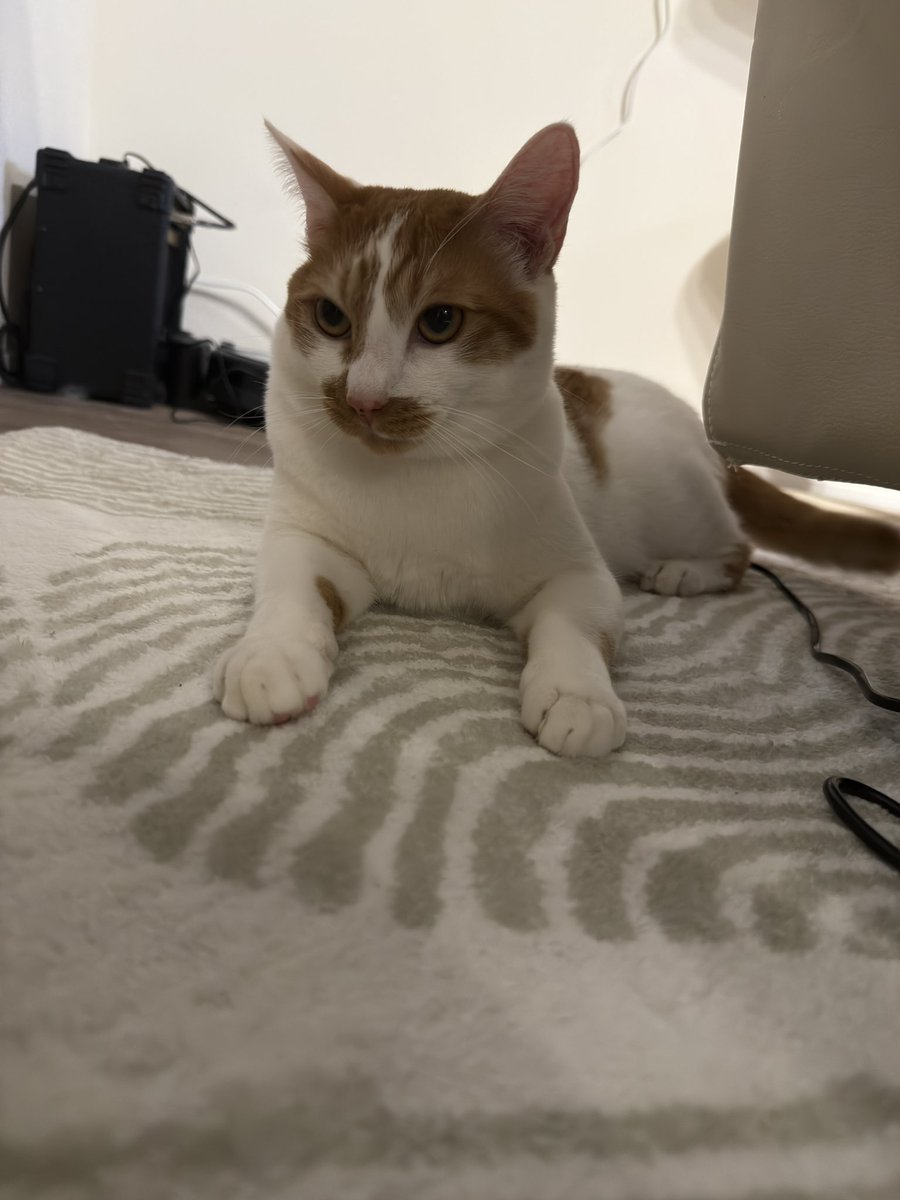 Novskiiiiiiiiii's tweet image. #FlexiSpot のレビュー書いたらもらえるラグ、別にいらなかったかなーと思ってしばらく未開封だったんだけど、とりあえず敷いてみたらめちゃくちゃ気に入っててずっとここにおる🍂🍥