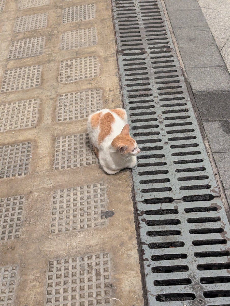 Umising's tweet image. 毎日、なんかくれー！ってきてた野良猫(触りはしない)、最後に喫煙所に来たら、パンの形みたいになった。