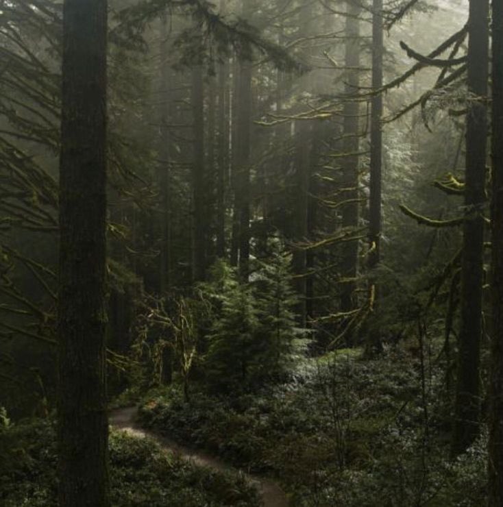 𝐆𝐀𝐑𝐋𝐀𝐍 𝘛𝘩𝘦 𝘎𝘢𝘭𝘭𝘢𝘯𝘵 tweet media