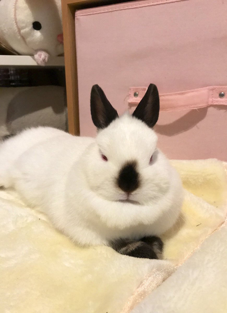 ヒマラヤンのうさぎ(ミラ) on X