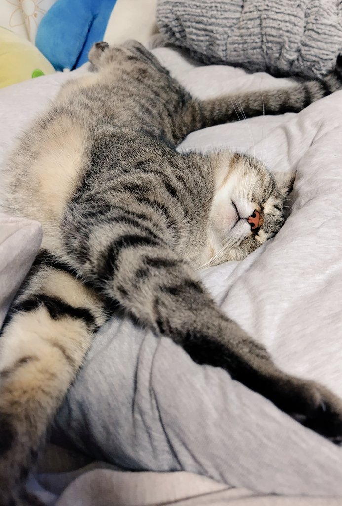 トラ猫ゴロー トラ猫ゴロー ゴロー🐾 (@cat_56chan) / X