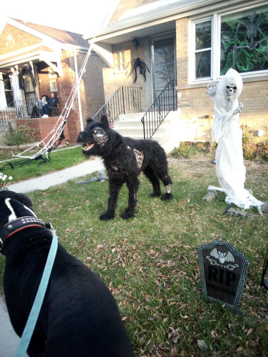 SATURDAY #NCAAF FOOTBALL ACTION:

IGOR SAYS TAKE NC ST(+5.5)
ILLINOIS (-13.5)
HARVARD (-11.5)
NOTRE DAME (-30.5)
ILLINOIS ST(-13.5)
MINNESOTA (-3.5)
OVER (60.5)USC/NEBRASKA
UNDER (52.5) ARIZONA/COLORADO
OLE MISS (-12.5)

Act Accordingly
🐕🏈🎃