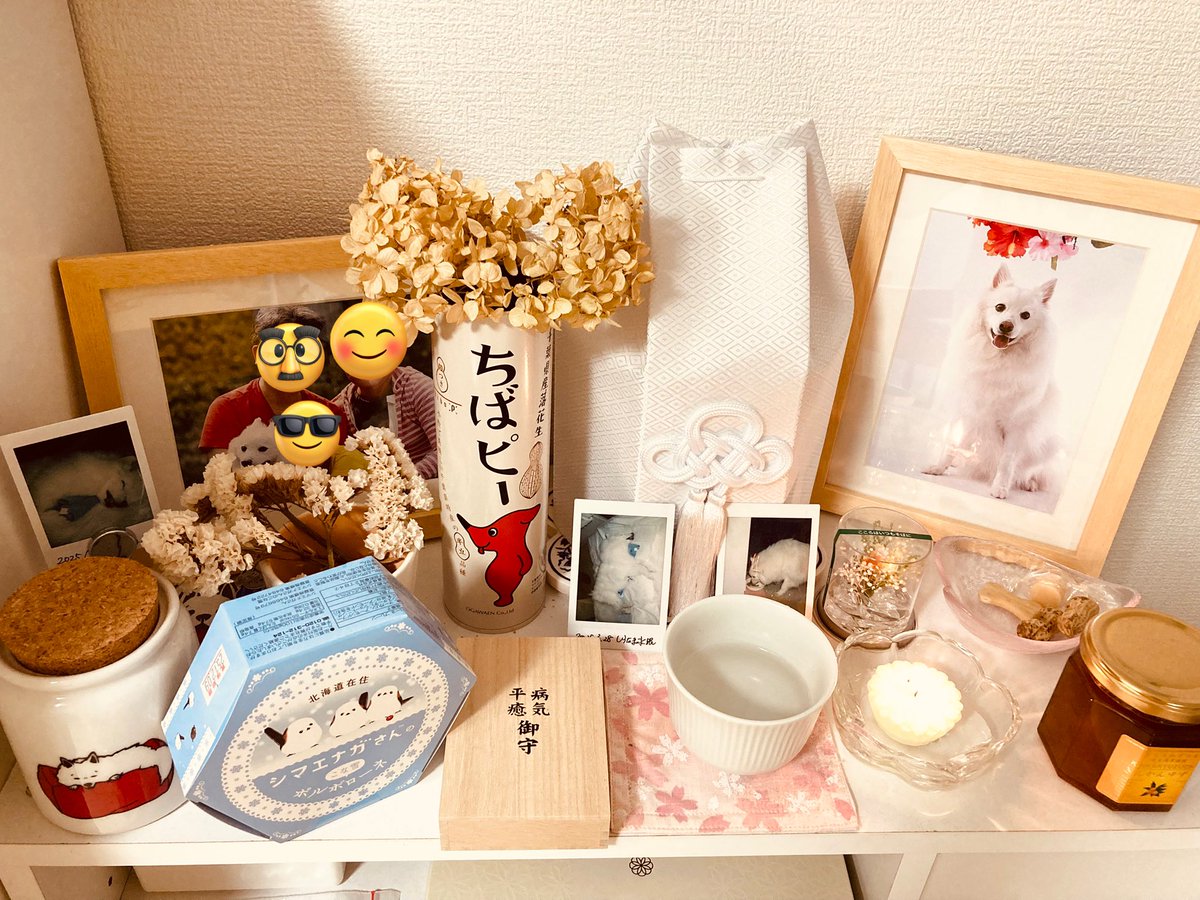 デイリーしらたま＠日本スピッツ (@ss_shiratama) / Posts / X