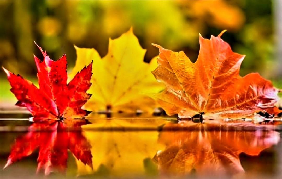 Welcome to November, the month of #gratitude and #thanksgiving. May your #blessings this month out number the autumn leaves!
