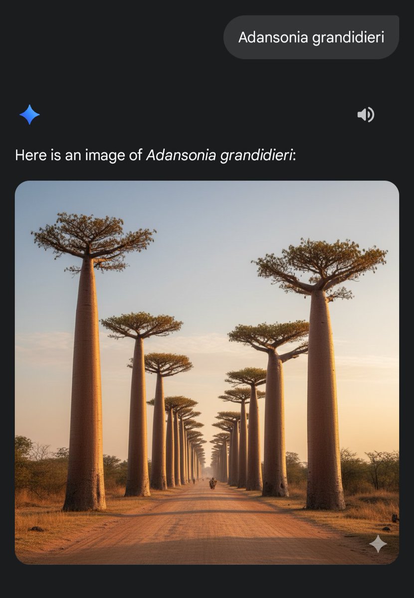 jeraeve's tweet photo. @Djomaye Il faut mettre "Adansonia digitata" pour auguementer la probabilité que le modèle sorte la bonne espèce. En général le nom scientifique marche si tu cherches à être précis dans ce genre de choses https://t.co/V531tcqxUL