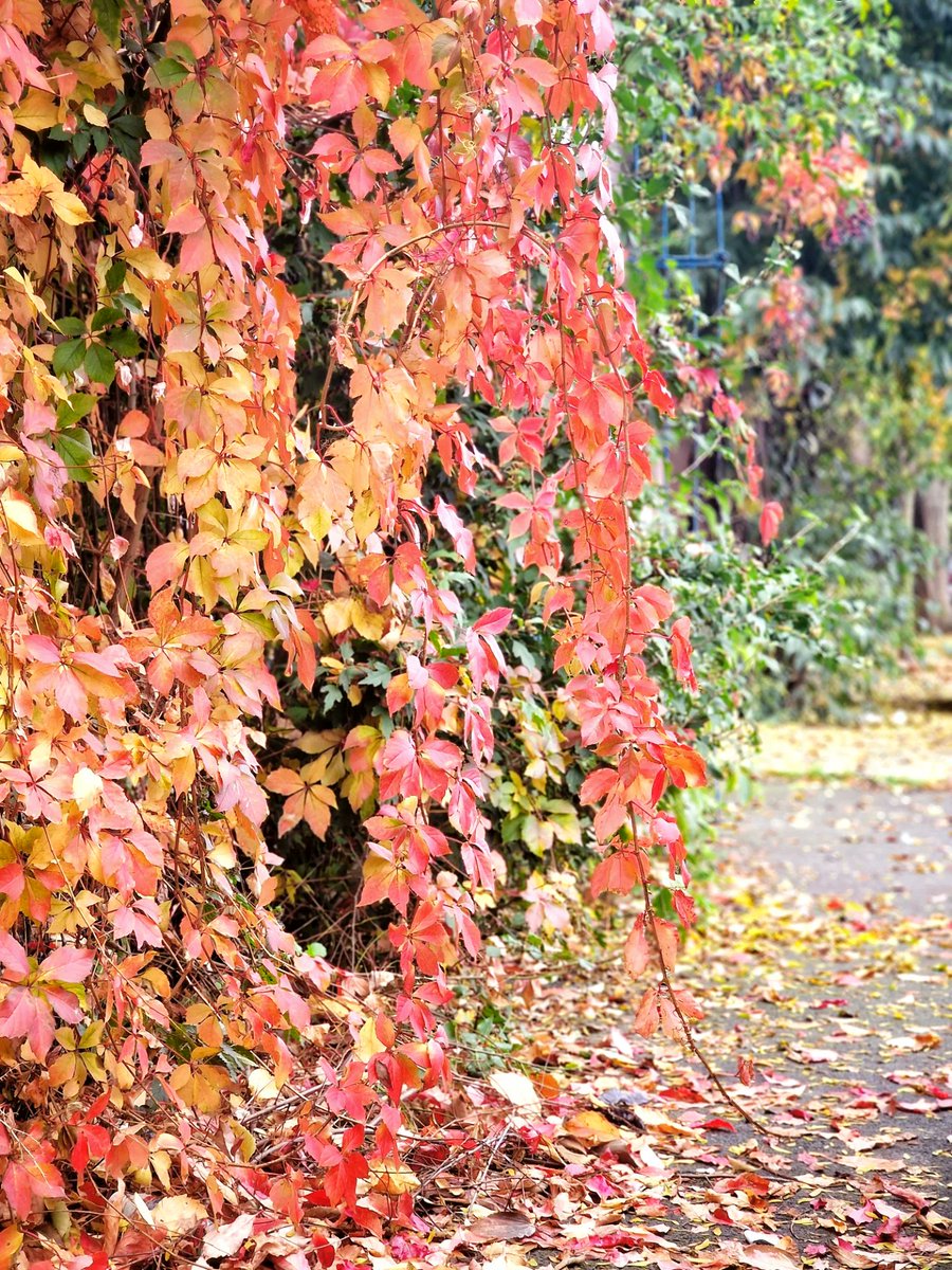 cri_mun's tweet photo. Take a break and enjoy the autumn colors...
#Novemberishere https://t.co/KoC4CegopG
