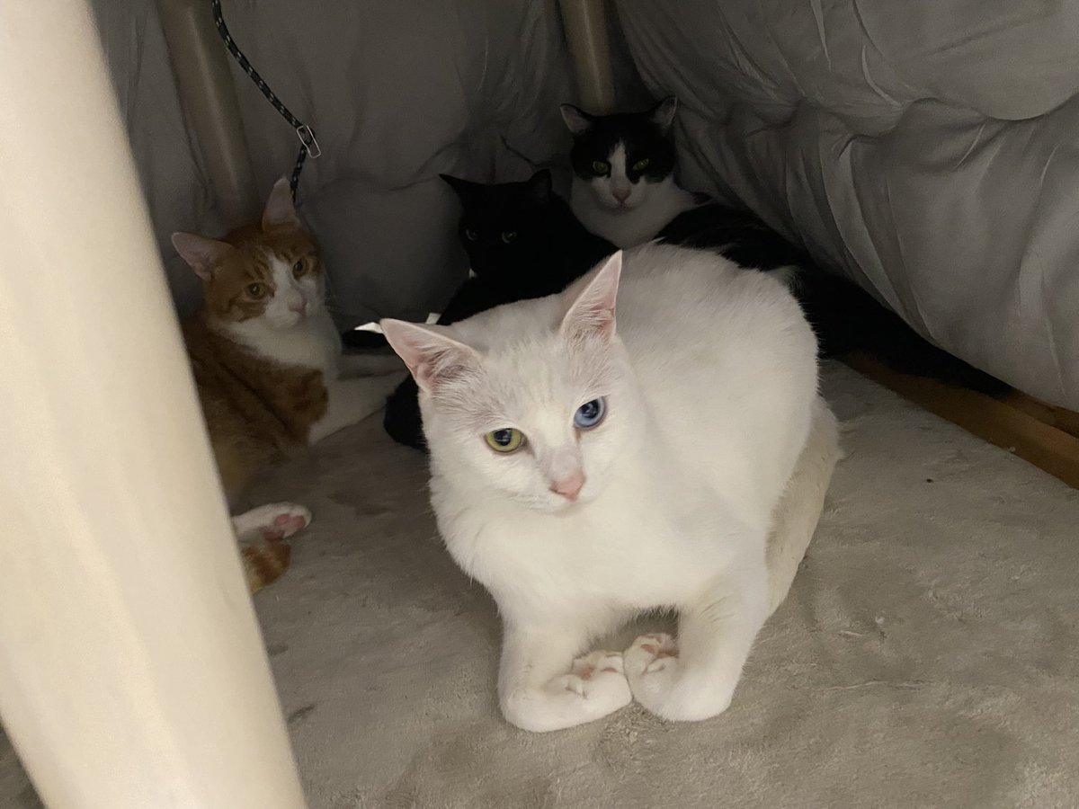 gigaburu1985's tweet image. 密集隊形！