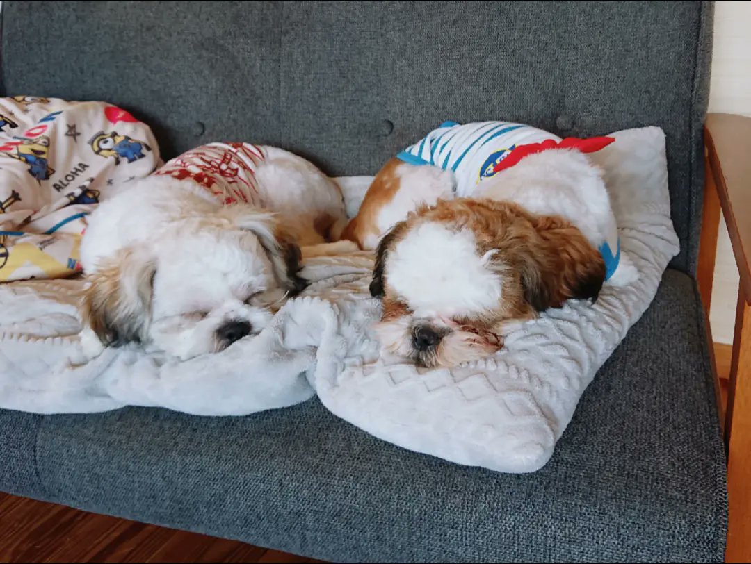 毎日たくさんの癒しをありがとう❤️うちの子になってくれてありがとう💕
 #犬の日