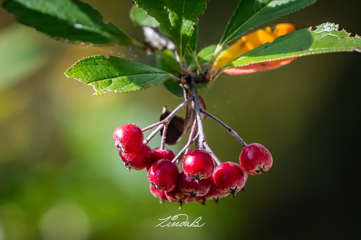 LSBofEBB's tweet image. Berries
Lots of bushes baring berries (like the alliteration?) this time of year.  The berries are a nice bit of color on this Red Chokeberry bush as the leaves are dying off.  

#redberries #autumn #thesimplethings #red #bokeh #popofcolor #nature  #BeautyInEveryBit #rhodeisland