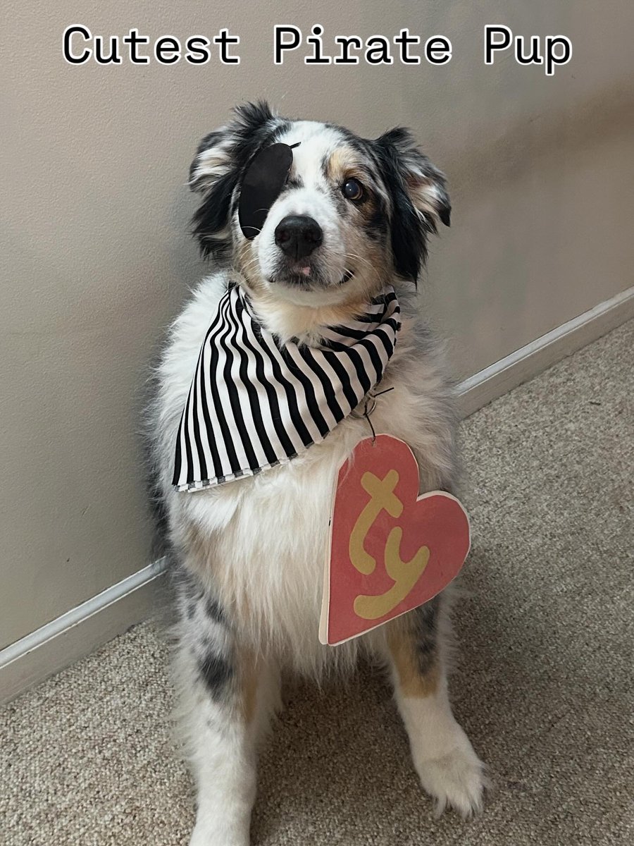 My Granddog Gunner 🎃☠️