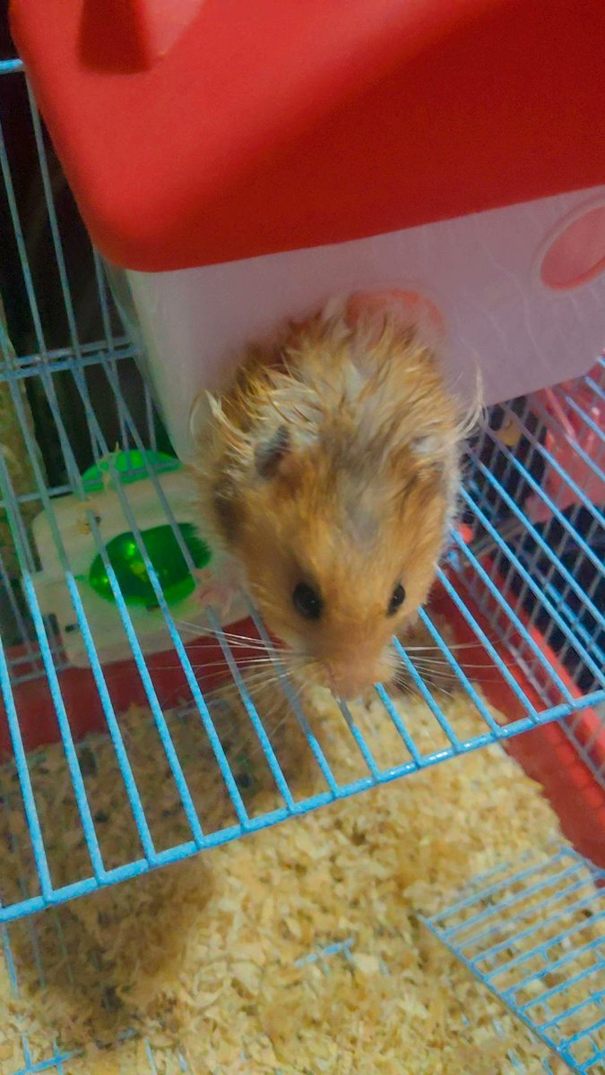 DK_Coder_Girl's tweet image. Breaking news: Tiny fluff caught trying to escape luxury living! 😂🏡🐹 #HamsterChronicles #CutenessOverload