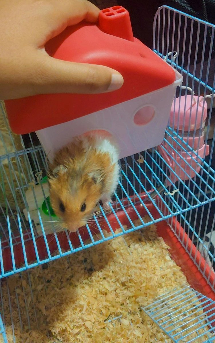 DK_Coder_Girl's tweet image. Breaking news: Tiny fluff caught trying to escape luxury living! 😂🏡🐹 #HamsterChronicles #CutenessOverload