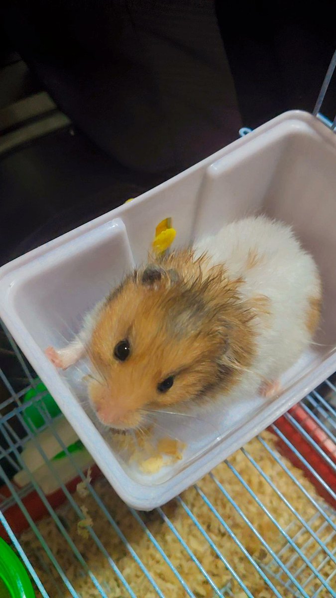 DK_Coder_Girl's tweet image. Breaking news: Tiny fluff caught trying to escape luxury living! 😂🏡🐹 #HamsterChronicles #CutenessOverload