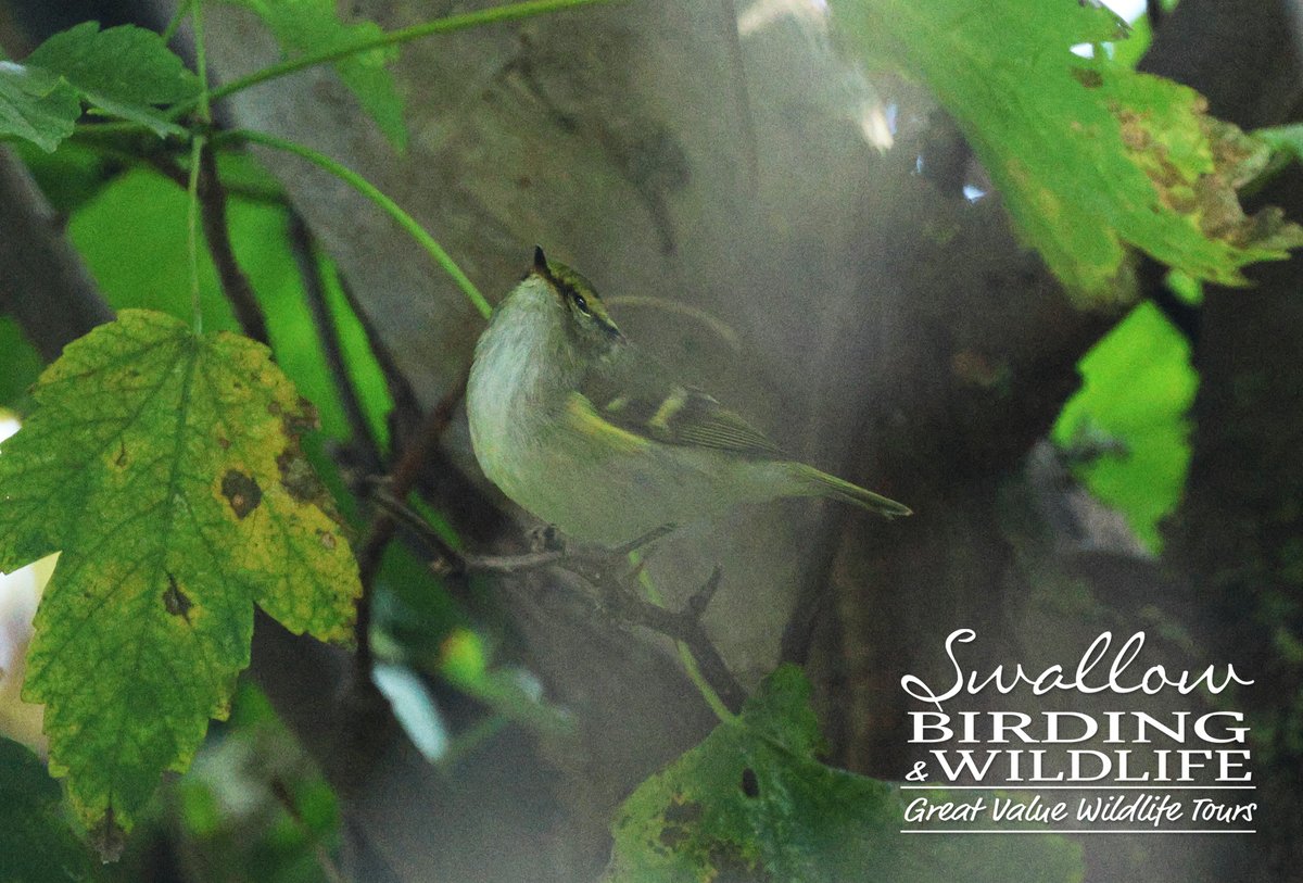 Really pleased to see this gorgeous PALLAS'S WARBLER at The Naze this morning. Always on the move and feeding actively. Great to catch up with lots of local birders too! #essexbirding #birds #birding #BirdsSeenIn2025 #RareBirdsUK <a href="/Float_photo/">Float_photographies |Stand Up for Science|</a>