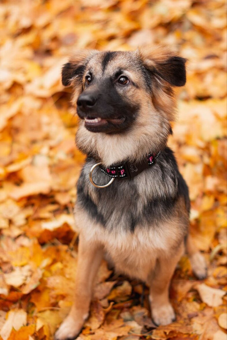 Соня ждет мам и пап, которые ее не предадут.
Сонечка прекрасно ладит с котиками и другими собачками, имеет игривый и добрый характер, поэтому подойдёт также семьям с детьми. Приучена к пеленке и двухразовому выгулу.
Имеет все необходимые прививки и обработки.
☎ 8-916-779-07-87