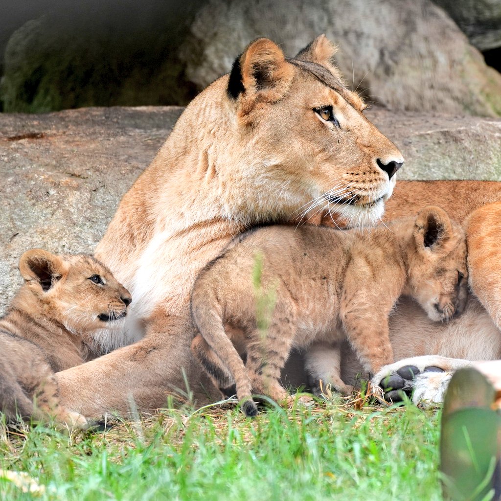 ママーー💕
やっぱり甘えたい時はシルクお母さんだね
#ライオン #のんほいパーク