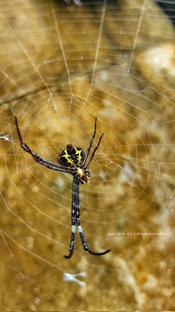 Iam_RITHIN_KV's tweet image. Nature’s little architect  even after losing 2 of its 8 legs, it weaves a perfect web with its remaining 6.

#MacroMagic | #SpiderStories