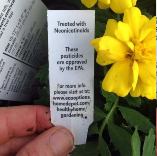 I checked with Grok and even though I get mushy answers it is true that Europe has mostly banned this 
jb

Very Important Message!!

Do NOT, and I repeat do not buy plants treated with Neonicotinoids. Bees take the pollen back to the hive and feed it to the brood. This is a