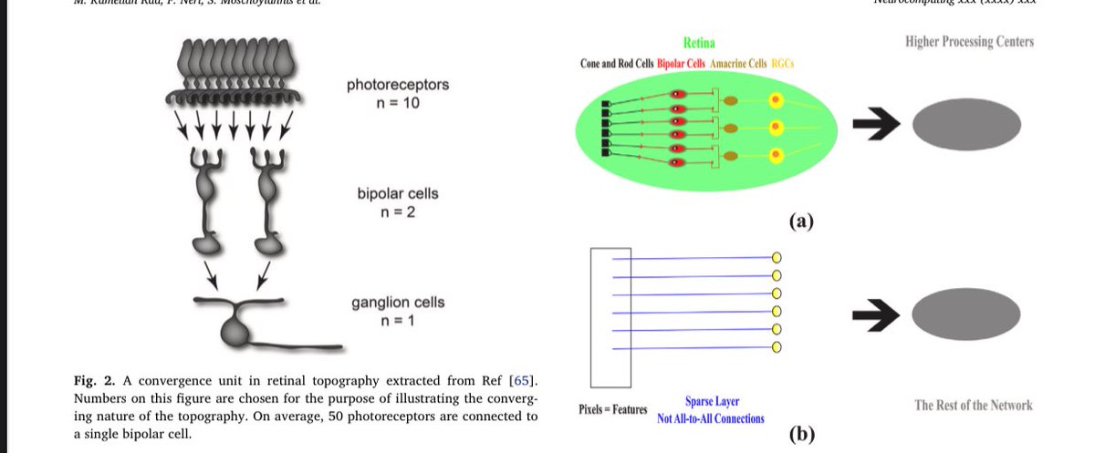 BrianRoemmele's tweet photo. New AI Technology Uses 1% Of The Power Of Current Technology!

New Paper: Increases AI Efficiency Using Human Brian-Like Technology 

Topographical Sparse Mapping Explained

AI models are growing larger and using more energy, raising concerns about sustainability. A new paper from the University of Surrey, published in Neurocomputing, introduces a method inspired by the human brain to make AI more efficient. Titled "Topographical Sparse Mapping: A Neuro-Inspired Sparse Training Framework for Deep Learning Models," it shows how to reduce connections in neural networks while keeping or improving accuracy.

Training big AI models can cost millions and use as much power as hundreds of homes. By 2030, data centers may match a country's energy use. Researchers Mohsen Kamelian Rad, Ferrante Neri, Sotiris Moschoyiannis, and Bauer drew from the brain's organized wiring in the visual system. 

They created Topographical Sparse Mapping (TSM), which connects input features, like image pixels, only to nearby neurons in the next layer. This cuts unnecessary links from the start, speeding up training and improving results.

They also developed Enhanced TSM (ETSM), which prunes weak connections during training, like the brain refining pathways. 

This leads to 99 percent sparsity—removing most links—while matching or beating dense models on tests like MNIST (handwritten digits), Fashion-MNIST (clothing), CIFAR-10 (simple images), and CIFAR-100 (detailed categories). On CIFAR-100, ETSM improved accuracy by 14 percent over other sparse methods, using fewer resources.

The key benefit is energy savings: These models use less than 1 percent of the power of standard ones, with faster training and lower memory needs. This could help build brain-like hardware and reduce AI's environmental impact.

Key points…

1. Brain-inspired design: TSM limits connections to local neurons, reducing waste and aiding generalization without extra steps.

2. Pruning in ETSM: Removes low-value links during training, reaching 99 percent sparsity without losing accuracy.

3. Strong results: Matches or exceeds dense models on benchmarks, with big gains on complex tasks like CIFAR-100.

4. Efficiency gains: Cuts energy to under 1 percent of norms, speeds training, and lowers memory use.

5. Future potential: Could apply to other AI types, supporting sustainable growth and new hardware.

This work points to a shift: Smarter structures may outperform bigger models, aiding AI's long-term development.

I am beginning to build these ideas out and will test them. It is really interesting.

Citations:
1. https://t.co/XOpFHz06mS