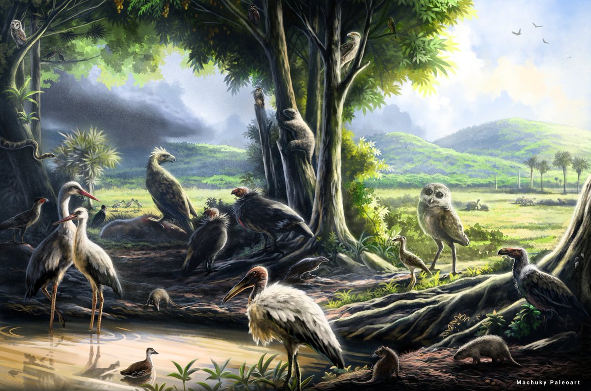 San Felipe Tar pits. It is a very important fossil site of cuban Pleistocen. A lot of endemic birds. The legend of the species it is in the comments 
#paleoart #paleontology #bird #digitalart #Cuba #cenozoic #birdlife #tarpits