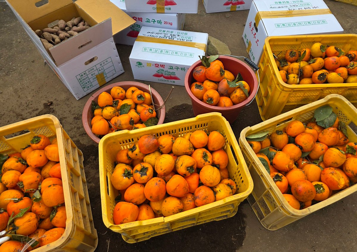 슬기로운 시골생활..🍠🍊