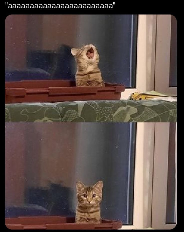 Cats for Happiness. (@joyfullcat) on Twitter photo 