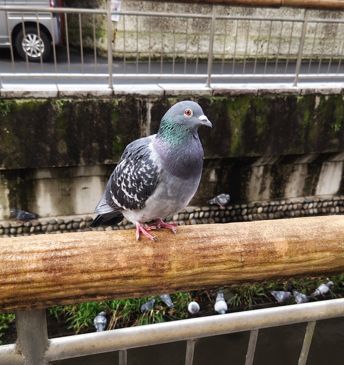 Iam_karikariUME's tweet image. 鬼の子CSお疲れ様です
使用・緑ボニー🍕
1R 黒イム️⭕️
2R 緑ボニー️⭕️
3R 緑ボニー️⭕️
4R 緑ゾロ️⭕️
5R 赤紫ロジャー❌
6R 緑ボニー❌
個人4-2
もうちょいやれたな感が有り😭
エースに当たりたかった
鬼の子サイコー
#鬼の子CS