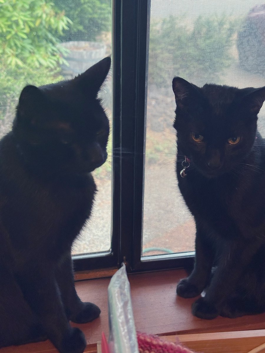 Hi furiends! Us bros hanging out in the front window today.  We be looking for leftover zombs after last night’s festivities! 😻🐈‍⬛🐾🐈‍⬛😻