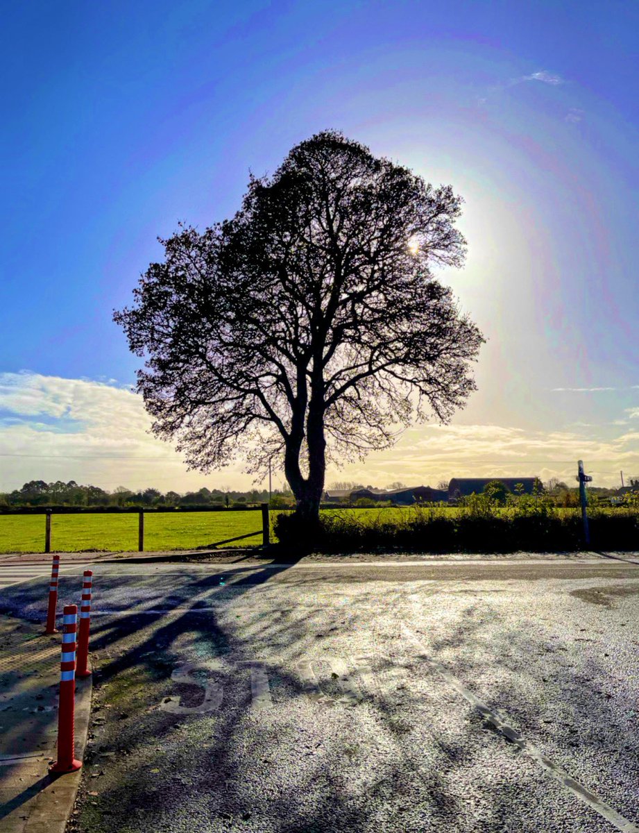 sandra_nimha's tweet image. #treeclub