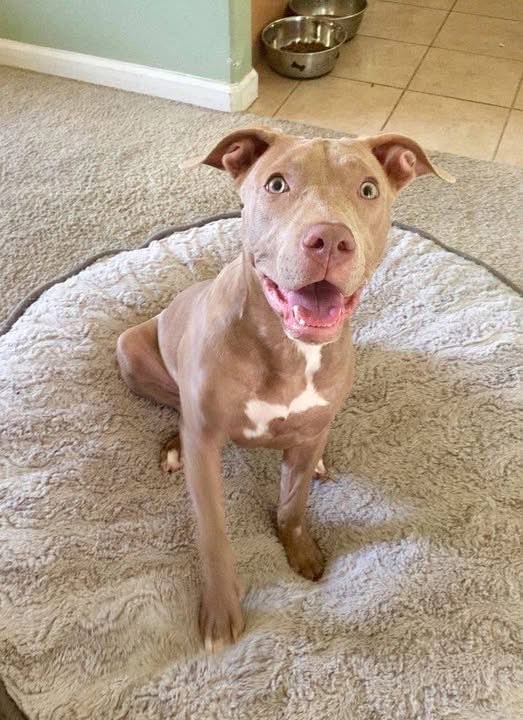 “He’s still in shock. He sits there wide-eyed on his soft new bed, looking around like he can’t quite believe it. Just days ago, he was sleeping on the cold pavement, soaked and starving, ignored by the world. And now?

He has a bed just for him. A bowl of food. A backyard to run