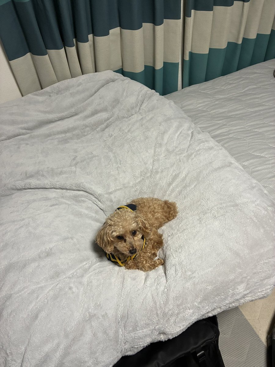 布団カバー新しく変えたのに俺より先に寝てるのやめてね笑