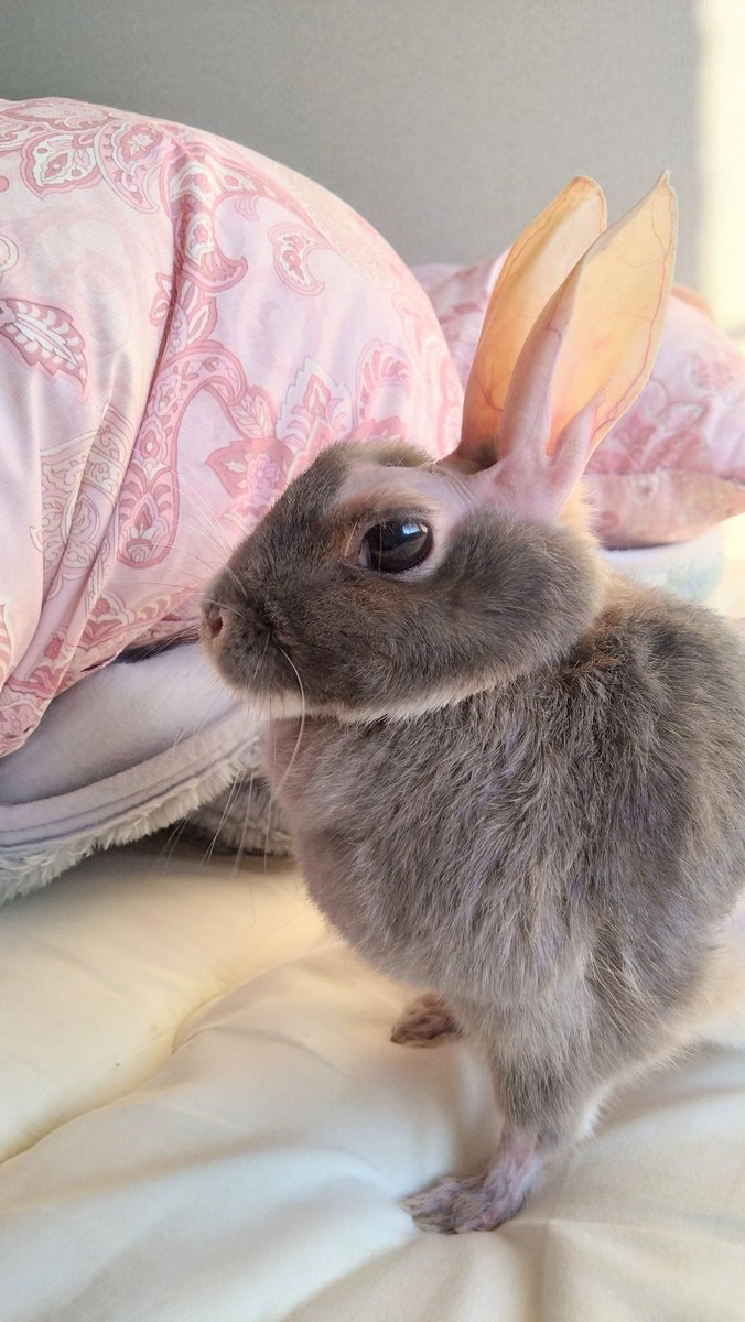 cyoko kinako(うさぎ🐰のチョコちゃん) on X