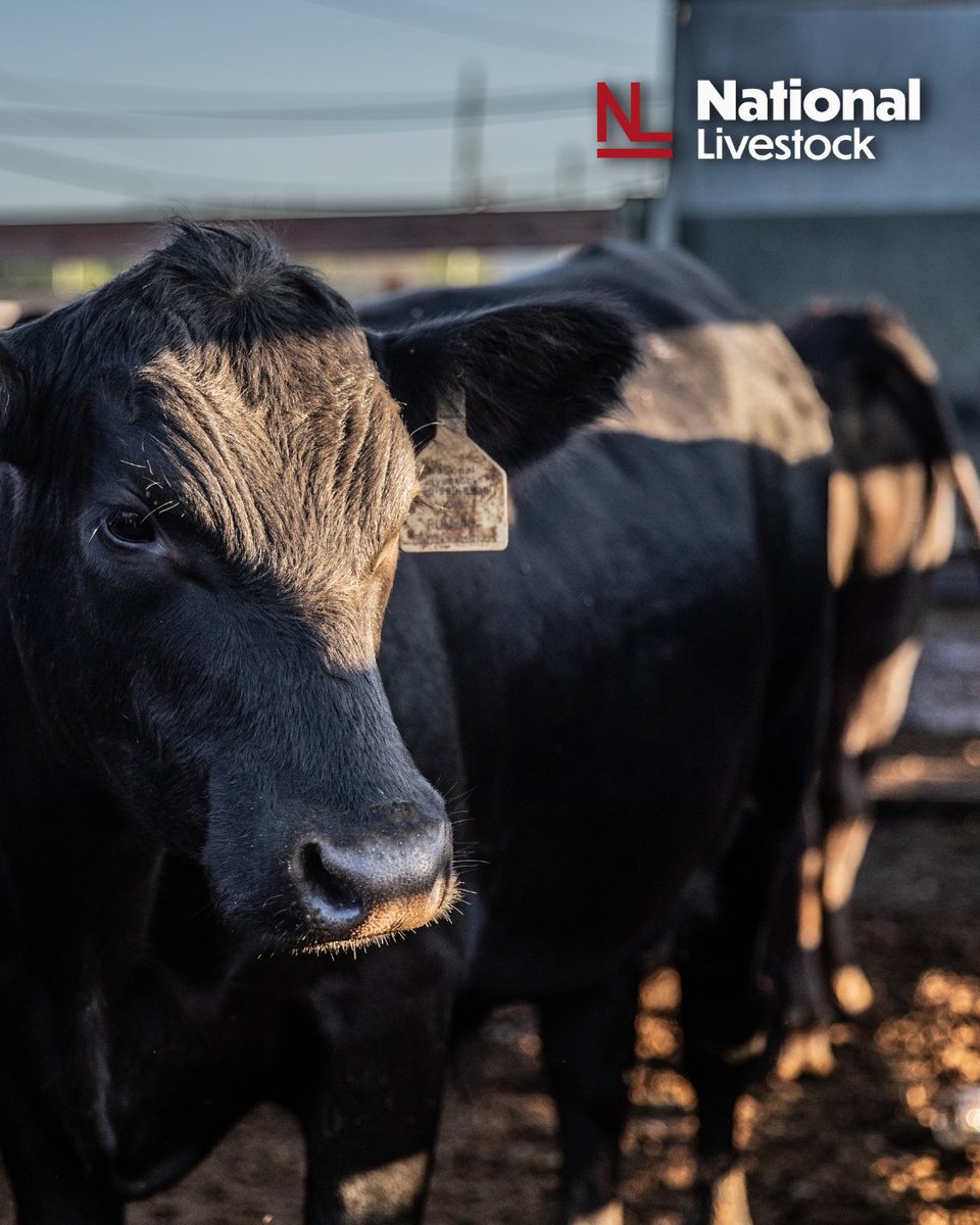 Generations of cattlemen have trusted National. From your first sale to the final load-out, our name stands behind every handshake and every sale ring run.