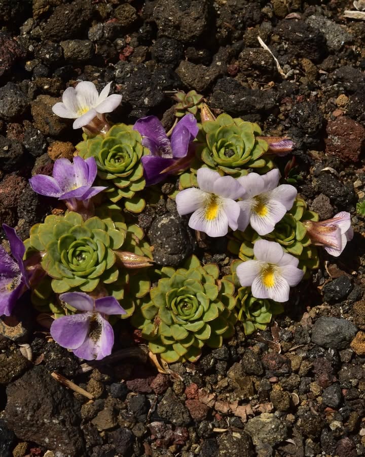 ladera_sur's tweet image. 🪷 #ArtículoLS El mundo de las violas chilenas, pequeñas flores que tras 30 años protagonizan una guía de campo en el país

🪷ow.ly/CwWw50Xlhry

#ViolasChilenas