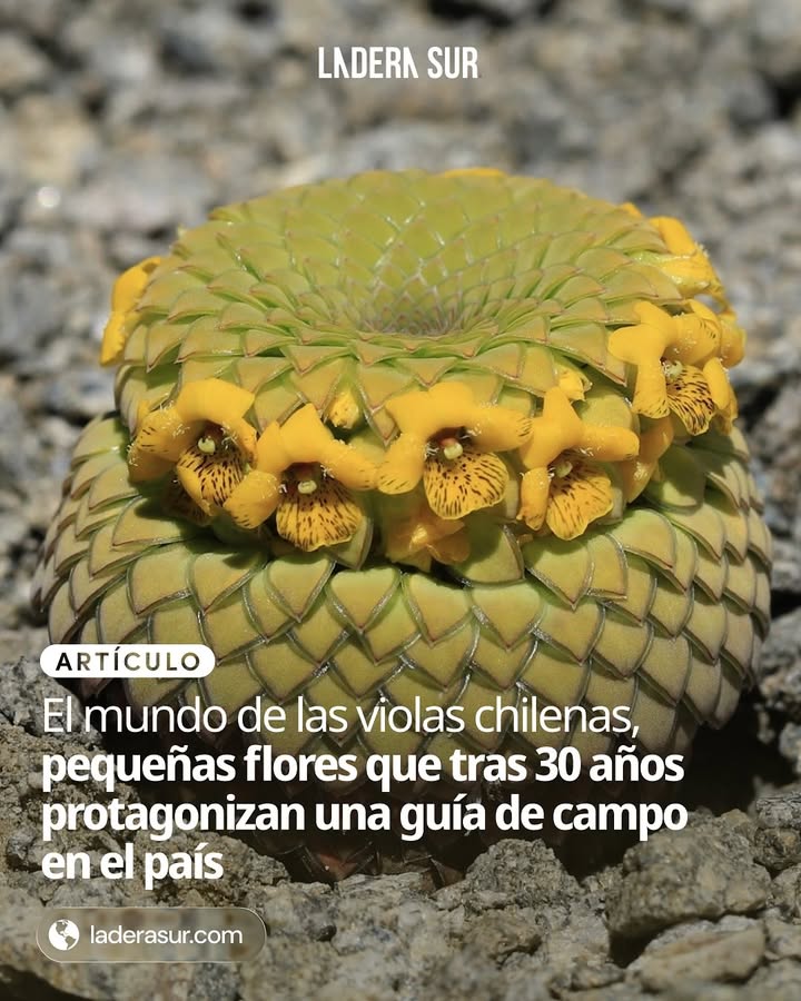 ladera_sur's tweet image. 🪷 #ArtículoLS El mundo de las violas chilenas, pequeñas flores que tras 30 años protagonizan una guía de campo en el país

🪷ow.ly/CwWw50Xlhry

#ViolasChilenas