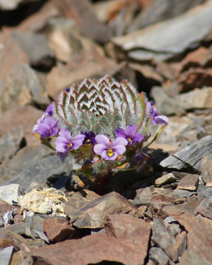 ladera_sur's tweet image. 🪷 #ArtículoLS El mundo de las violas chilenas, pequeñas flores que tras 30 años protagonizan una guía de campo en el país

🪷ow.ly/CwWw50Xlhry

#ViolasChilenas