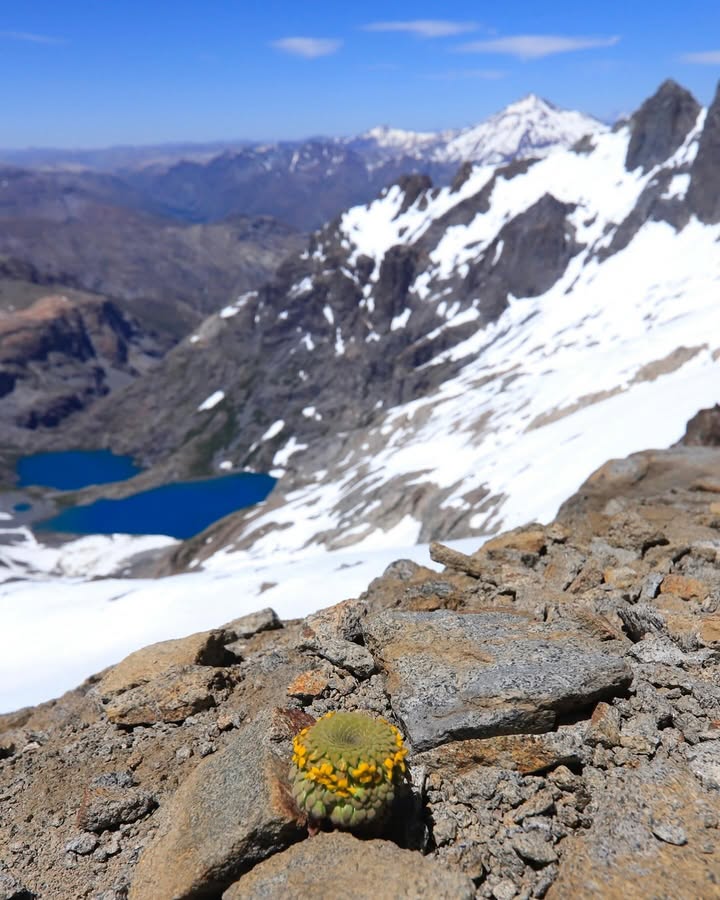 ladera_sur's tweet image. 🪷 #ArtículoLS El mundo de las violas chilenas, pequeñas flores que tras 30 años protagonizan una guía de campo en el país

🪷ow.ly/CwWw50Xlhry

#ViolasChilenas