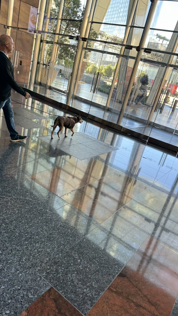 DogsofVegas's tweet image. DogsofVegas